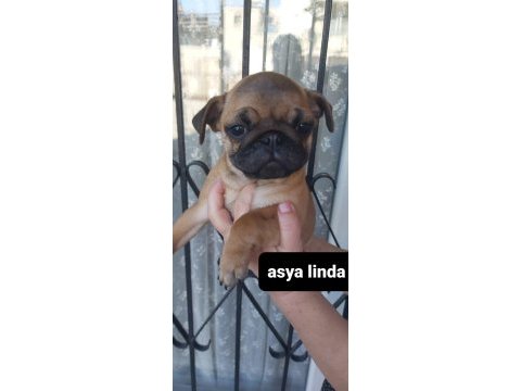 Erkek pug mops