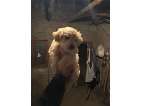 Maltipoo köpekler