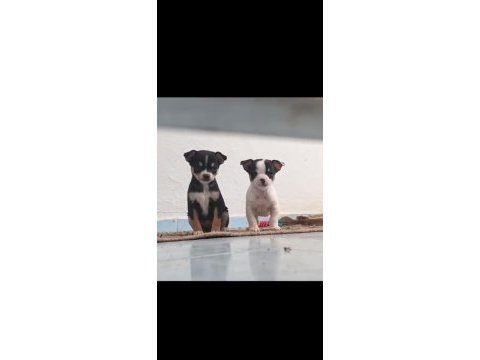Chihuahua