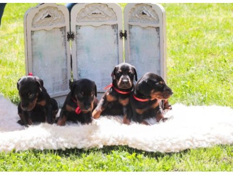 Asil doberman yavrularım
