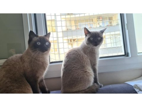 Evde kedi fazlalığından ev kedilerimi sahiplendiriyorum
