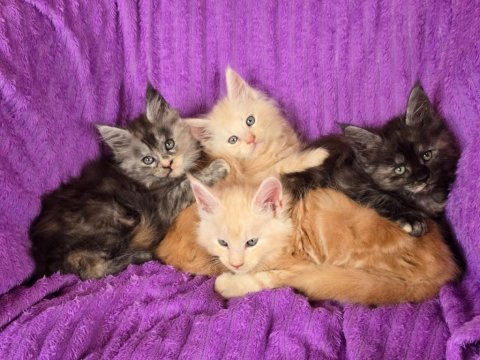 Maine coon kediler wcf kayitli