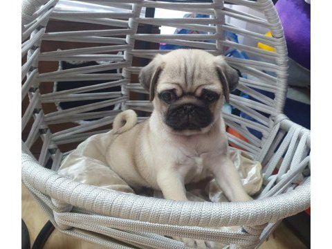 Pug yavrularım teslime hazır