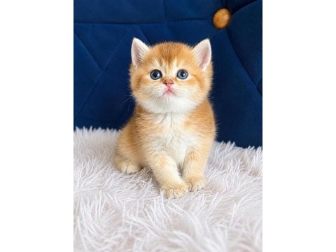 British shorthair ve longhair golden yavrular