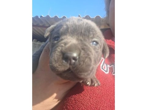 Cane corso yavru köpekler