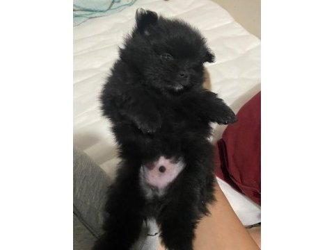 Pomeranian erkek