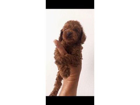 Birbirinden güzel poodle yavruları