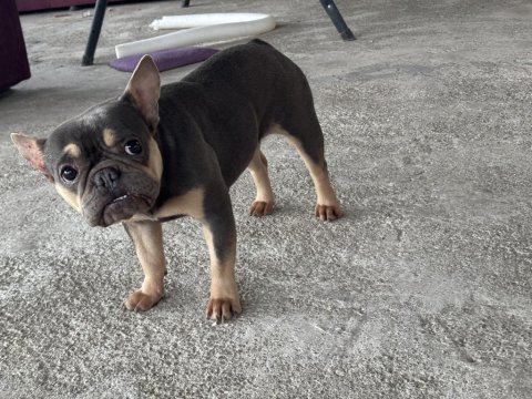 2 yaş blue-tan dişi french bulldog