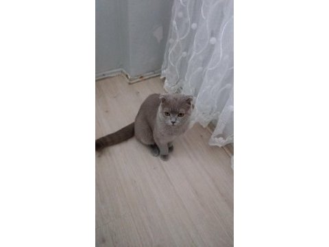 Scottish fold erkek 12 aylık