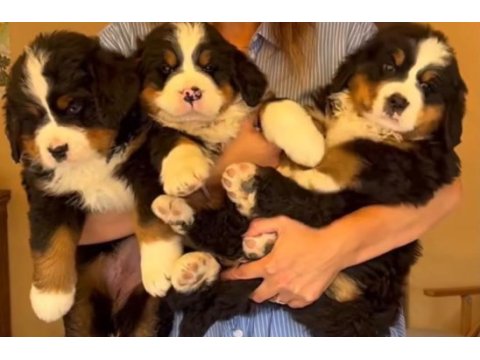 Bernese yavrular
