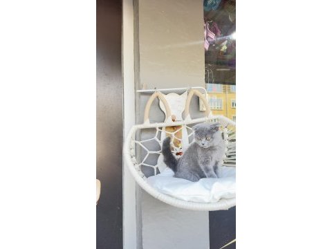 Yavru scottish fold dişi