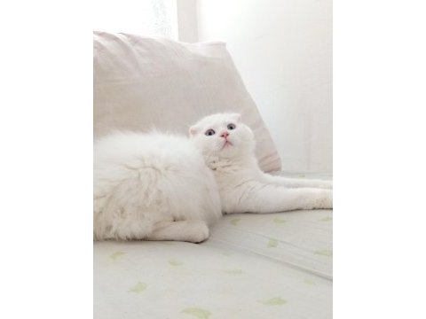 Uyguna brittish longhair acil 6 aylık erkek
