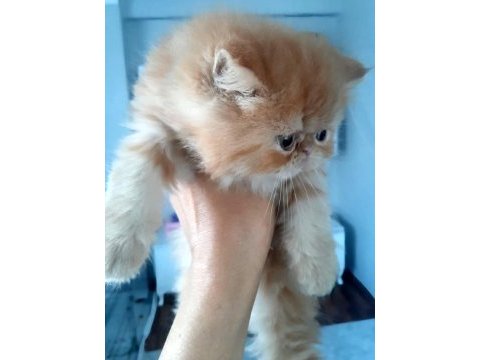 İran exotic longhair bebekler