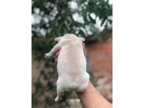 Kuyruksuz french bulldog anatomisi süper