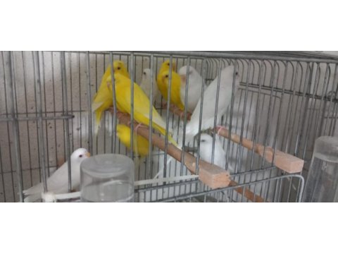 Lutino ve albino muhabbet kuşlar