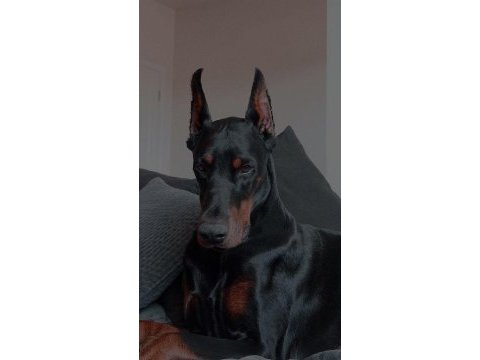 Sağlık ve ırk garantili doberman