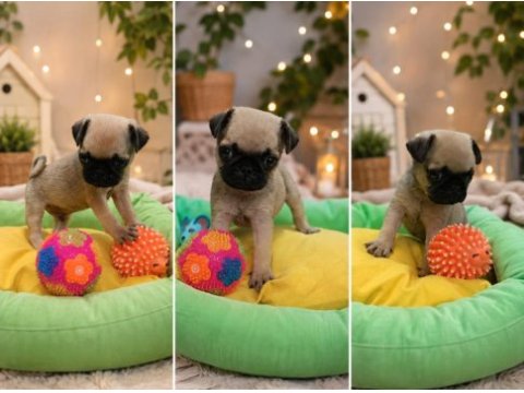Pug mops yavruları en kucuk boy gül kuyruk basık surat