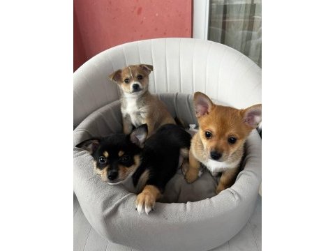2,5 aylık chihuahua yavruları 2 erkek 1 dişi