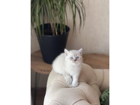 Ayı surat british shorthair yavru