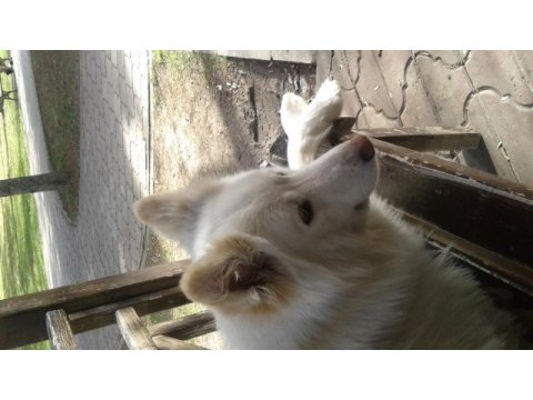 1 buçuk yaşında samoyed