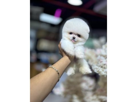Irk garantili sözleşme ile teslim pomeranian
