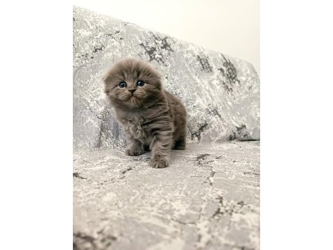 Scottish fold kedilerim rezerveye açıktır