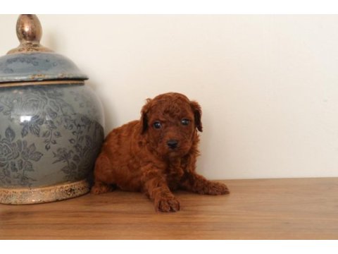 Poodle köpeğimiz yuvaya gitmeye hazırız