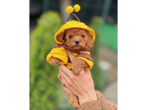 Arı maya poodle