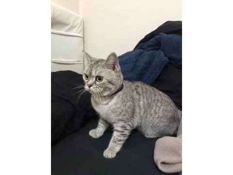 Dişi british shorthair kedime eş aramaktayım