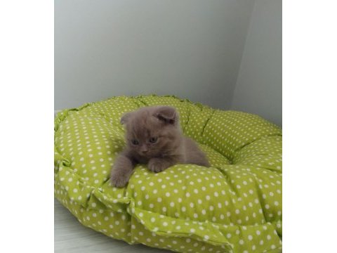 Scottish fold yavrularımız yeni yuvalarını arıyor