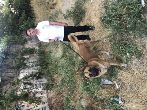 Bekçi köpeği arayanlara