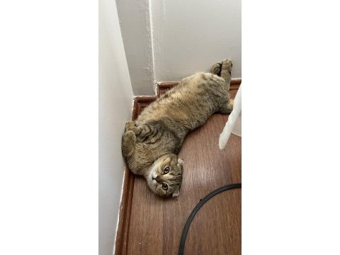 Kırık kulak scottish fold kızımıza yuva