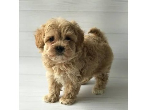 Orjinal gerçek teacup maltipoo
