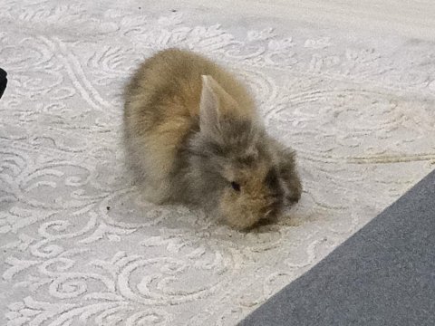 Hollanda lop tavşanı 5 aylık