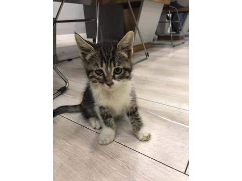 3 tane tekir kedimiz için yuva arıyoruz
