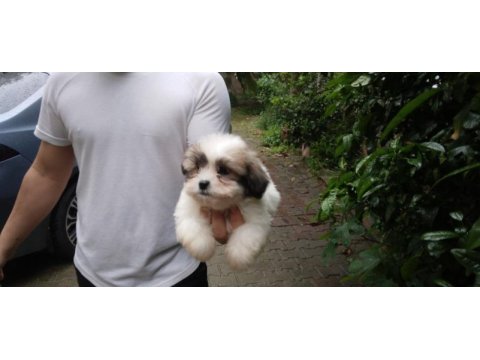 Harika morkie bebekler