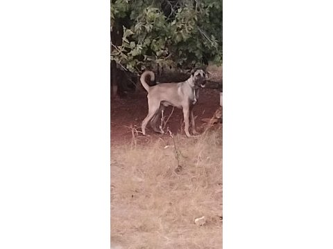 Üst düzey 10 aylık karabaş erkek