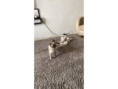 British longhair blue point