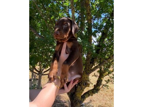 Safkan doberman yavruları