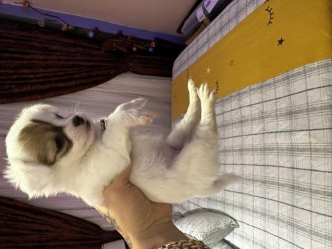 45 günlük uzun tüylü chihuahua dişi ve erkek orjinal