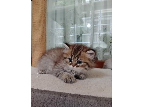 Dişi british longhair