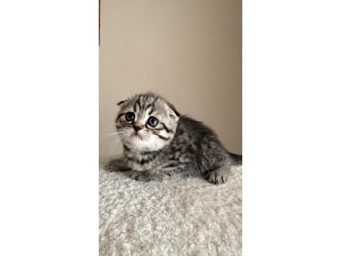 Dişi tabby scottish fold