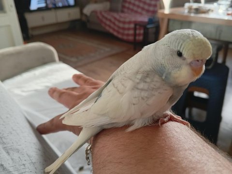 Ele alışık sağlıklı yavru 2 adet muhabbet kuşu