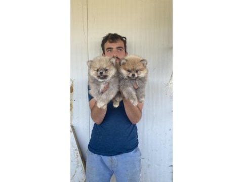 A kalite pomeranıan boo yavruları
