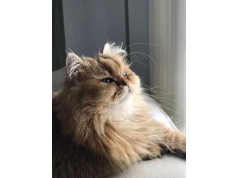 Mama karşılığı kedilerimiz bilgi için whatsapp