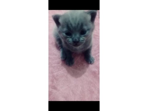 Kedimi uyguna vereceğim son yavrum açıklamayı okuyun