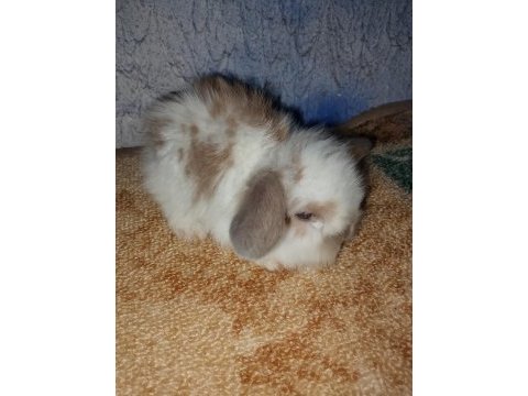 Teddy lop tavşan yavrular mavi göz