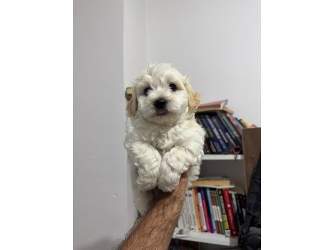 Ayı surat maltipoo bebeklerim