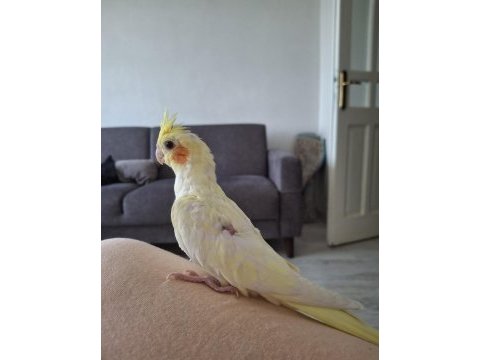 Yavru lutino sultan papağanı