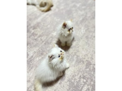 Oyuncu minisler